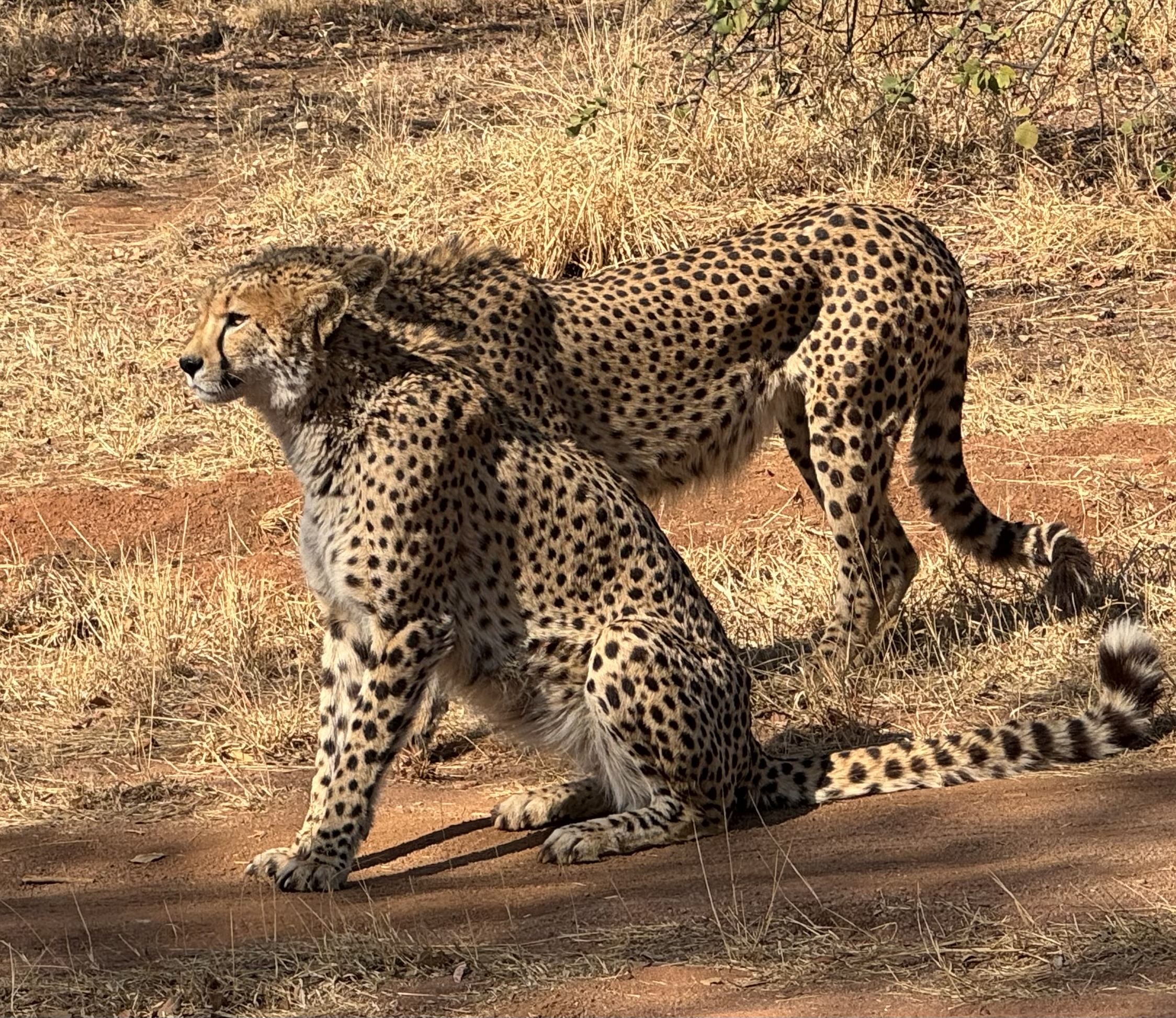 Ann van dyk cheetah centre tour
