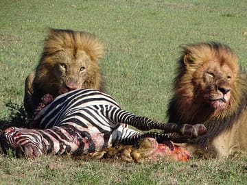 1-Day Maasai Mara Safari from Nairobi with Game Drive