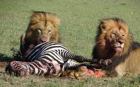 1-Day Maasai Mara Safari from Nairobi with Game Drive