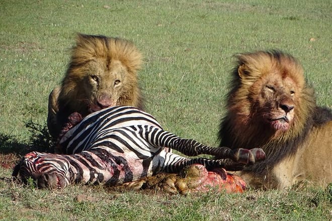 1-Day Maasai Mara Fly In Safari - Daily Departure 3
