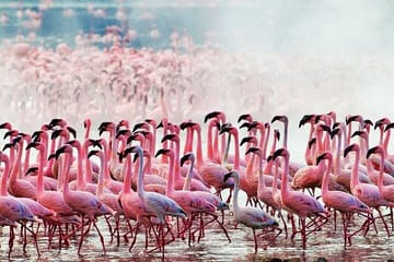 4 Days, 3 Nights – Best thing to do Tsavo East/West and Amboseli