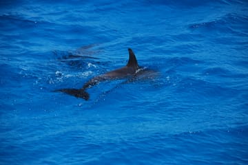 Snorkeling Tour at Dolphin House in Hurghada with Hotel Pickup
