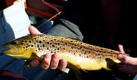 Wild brown trout fishing on Lough Corrib, 2 fishermen. Galway. Private guided. 4