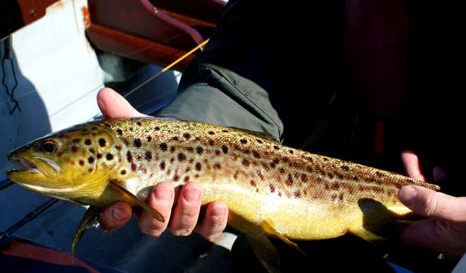 Wild brown trout fishing on Lough Corrib, 2 fishermen. Galway. Private guided. 4