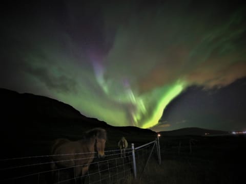 Northern Lights the Viking way - ATV Reykjavik Adventure, photo 2