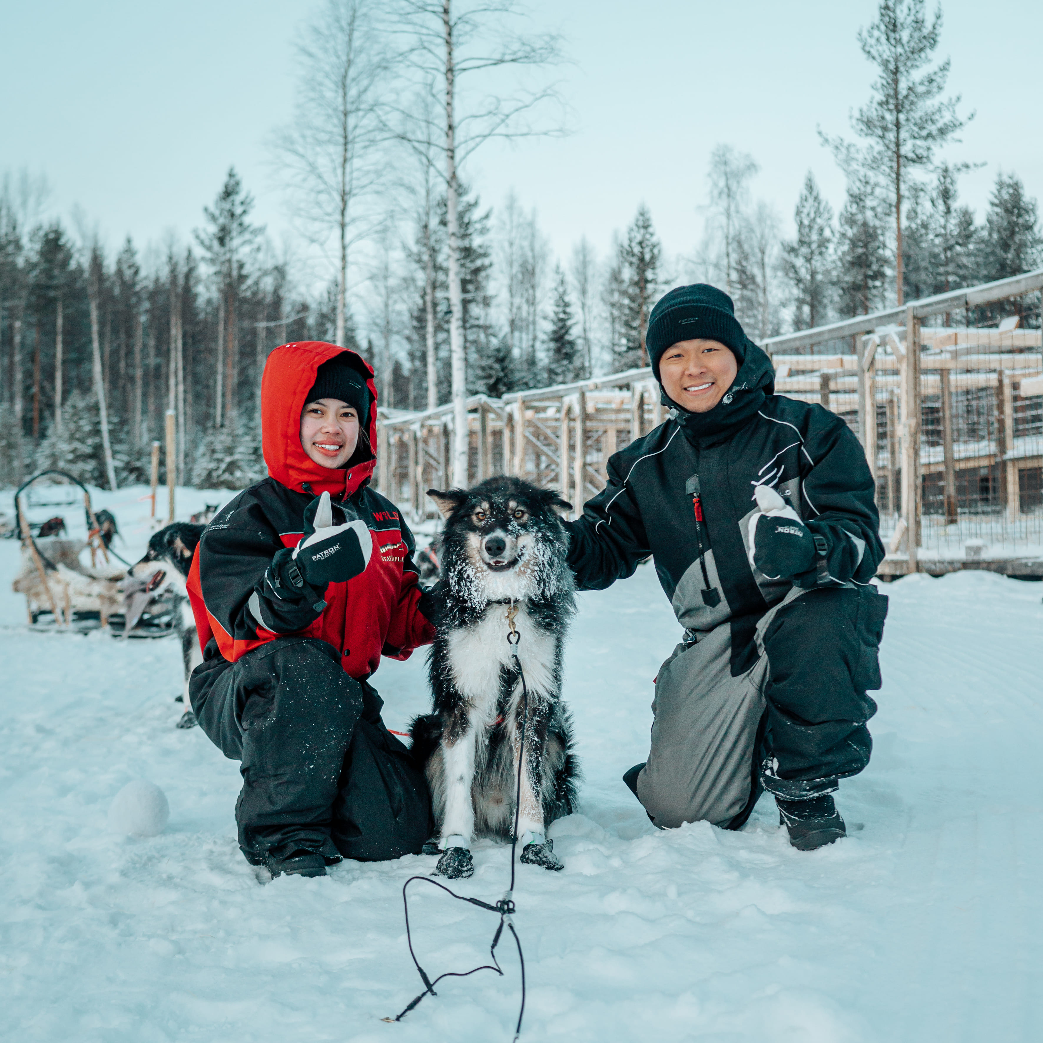 Guests bonding with huskies before their self-mushing adventure during StayLapland’s Nulkki Husky Adventure in Rovaniemi.