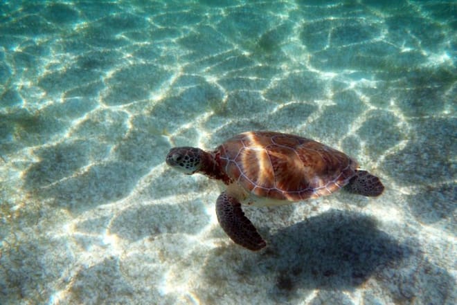 Snorkling Turtle Tulum