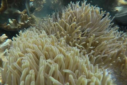 Cham Islands Snorkeling Tour by Wooden Boat from Hoi An