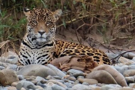 BO-RUR-02: Rurrenabaque | Jungle Tour | 3D/2N Immersive Amazon in Madidi National Park