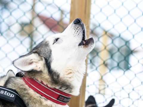 Dog Sledding in Akureyri, photo 3