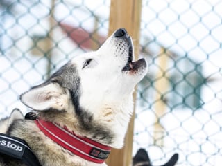 Dog Sledding in Akureyri - Private, photo 9