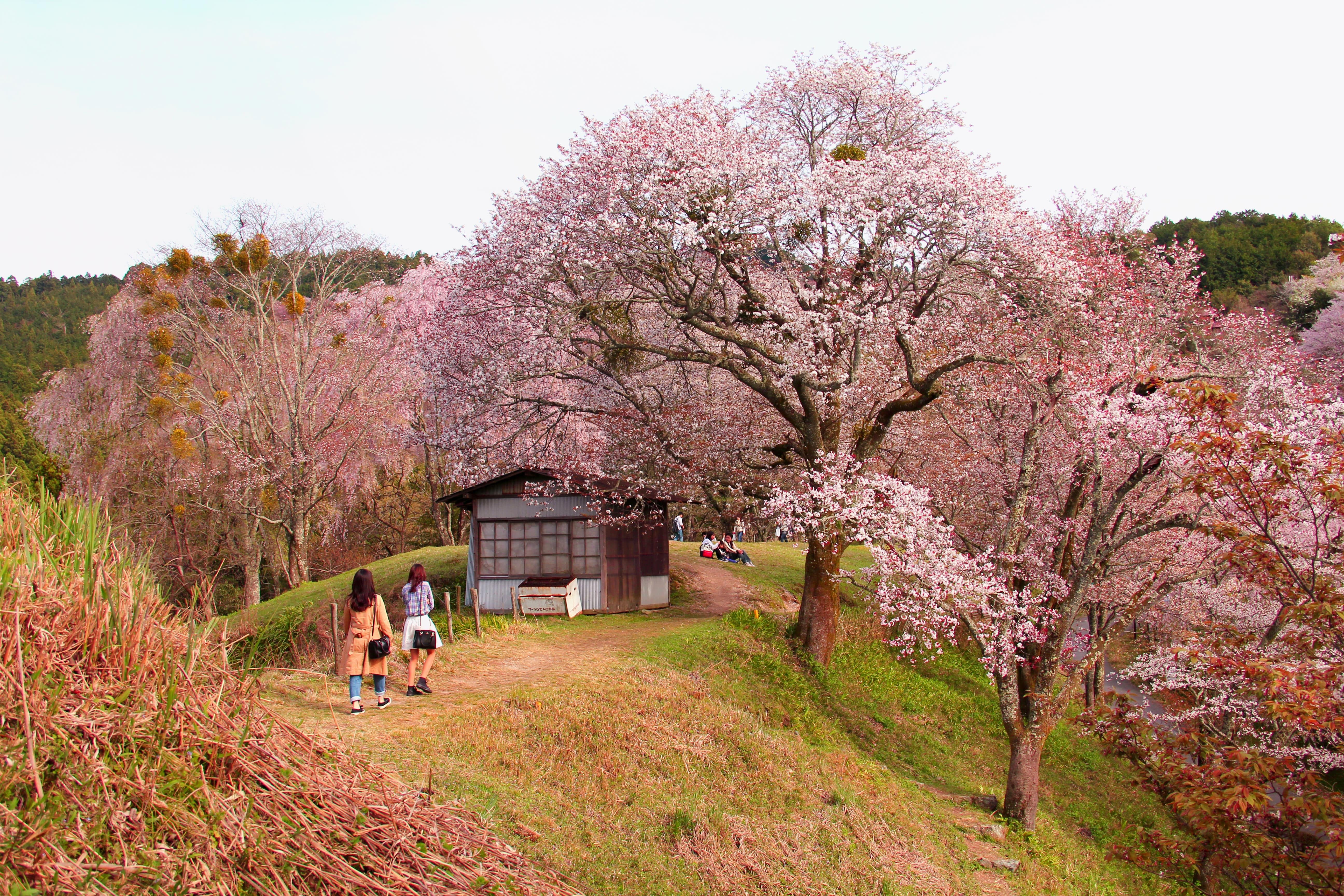 Nara Custom Day Tour