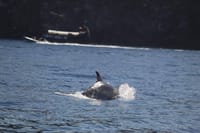 2 Hour Jet Ski Safari 2