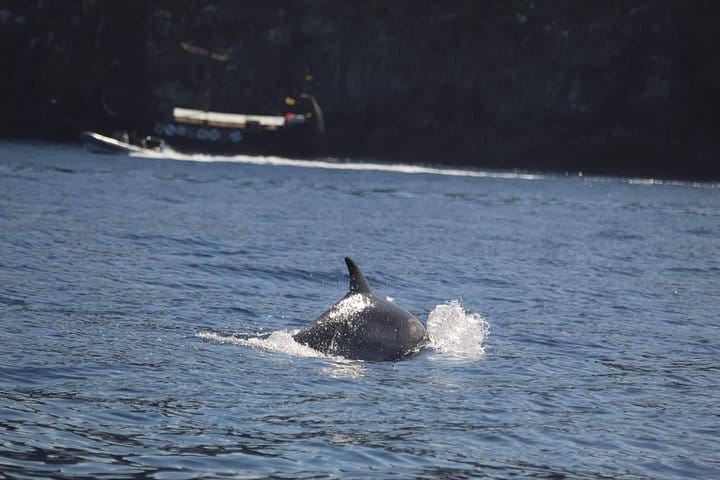 2 Hour Jet Ski Safari 2