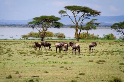 Crescent Island Guided Day Tour From Nairobi