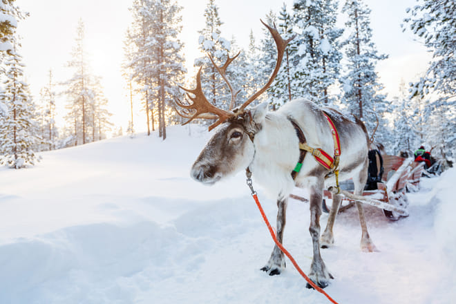 Snowmobile Safari and Reindeer Experience photo 6
