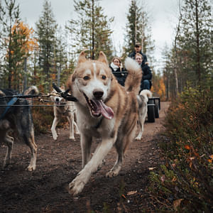 Visiting package and a thrilling ride (1 km)