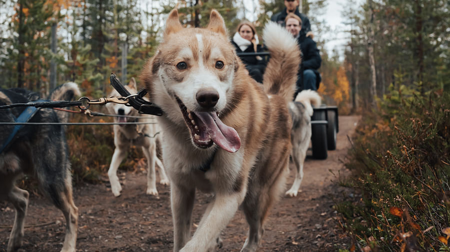 Autumn Husky ride, husky safari, Husky Park, Siberian Husky, Rovaniemi Lapland