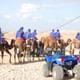 Desert Quad Biking experience with Lunch
