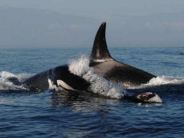 Granville Whale watching