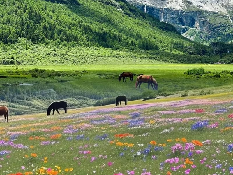 4-Day Yading Daocheng Holy Mountains Trek from Chengdu