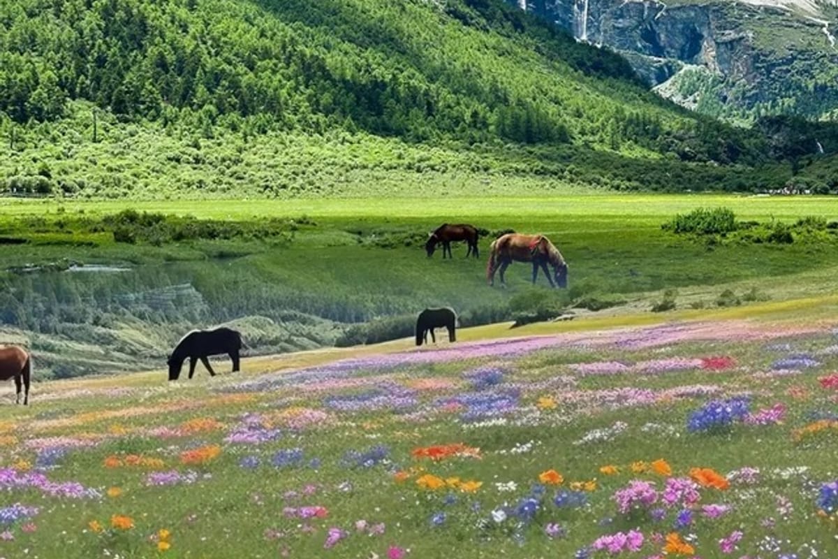 Yading & Daocheng Travel Guide 2026: Sacred Peaks & Alpine Lakes