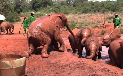 Giraffe Center and Elephant Orphanage Day Tour in Nairobi