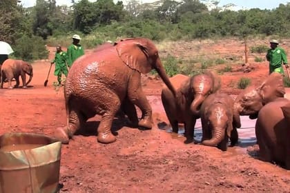 Giraffe Center & Elephant Orphanage Guided Day Tour From Nairobi