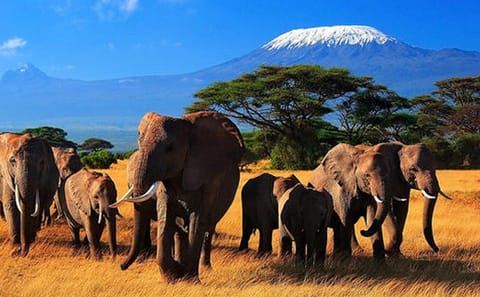 3 Day Amboseli Safari