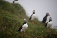 Faroe Islands: Mykines Puffin Island | Group Tour 4