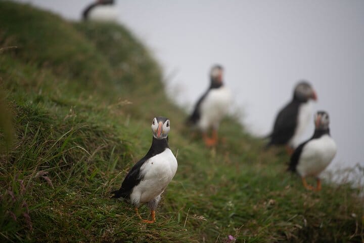 Faroe Islands: Mykines Puffin Island | Group Tour 4