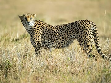 Explore Nairobi National Park with 4WD Transportation