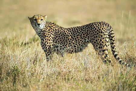 Explore Nairobi National Park with 4WD Transportation