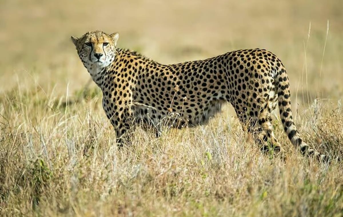 Explore Nairobi National Park with 4WD Transportation