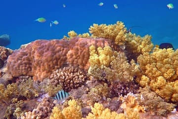Semi Submarine Underwater Tour in Hurghada, Egypt