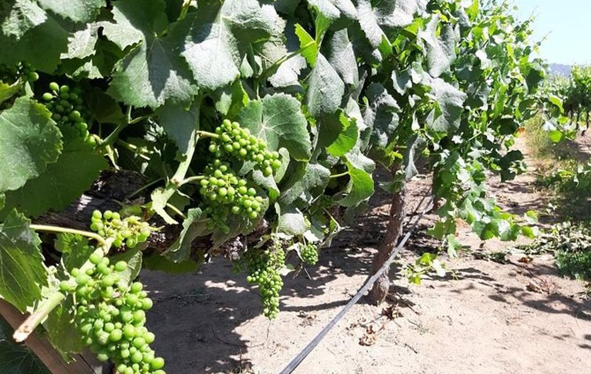 Private Maipo Valley Wine Experience from Santiago