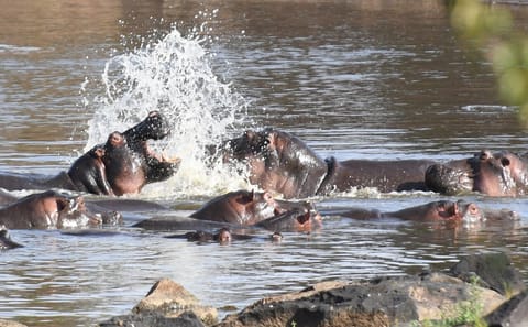 7-Day Luxury Safari and Beach Experience in Kenya