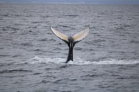Whale tail diving into the ocean near Reykjavík Iceland