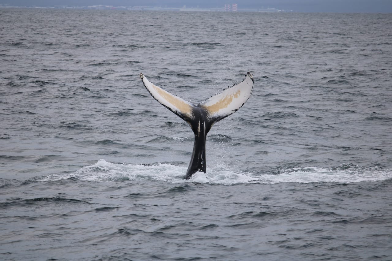 Whale tail diving into the ocean near Reykjavík Iceland