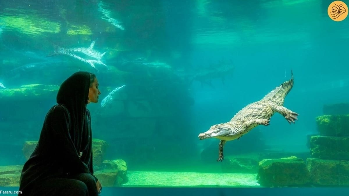 Dubai Crocodile Park Tour and Marina Dhow Dinner Cruise with Private Transfers