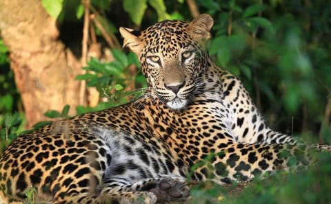 Wilpattu National Park Half Day Safari from Sigiriya