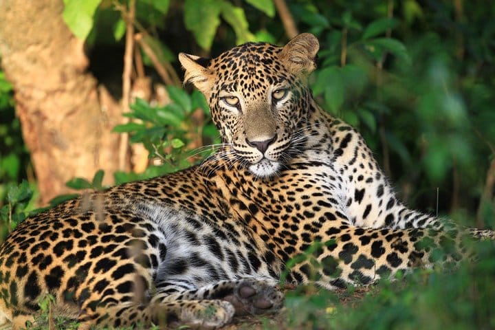 Wilpattu Half Day Safari from Sigiriya  3