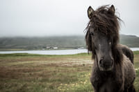 Icelandic horse getting curious and friendly at Snæfellsnes Peninsula