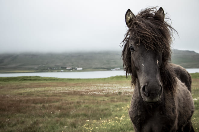Icelandic horse getting curious and friendly at Snæfellsnes Peninsula