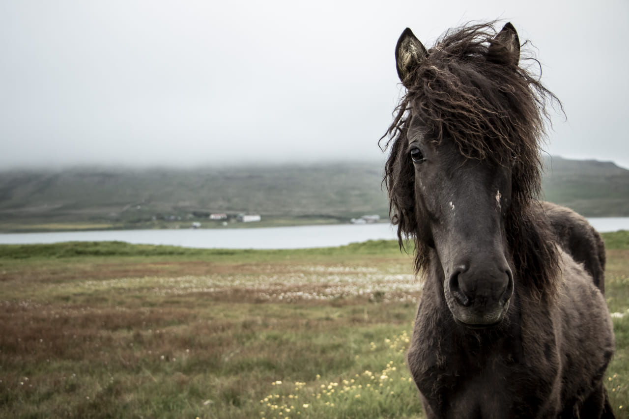 Icelandic horse getting curious and friendly at Snæfellsnes Peninsula