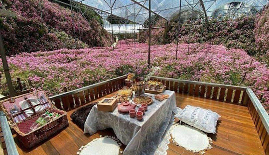 A unique experience among roses in the famous flower farm, where you can sip tea and enjoy the view.