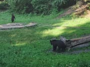 Evening at BEAR HIDE, in the wild 6
