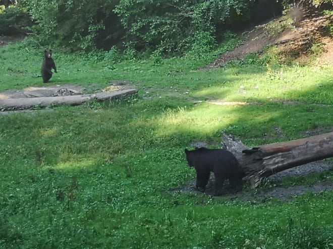 Evening at BEAR HIDE, in the wild 6