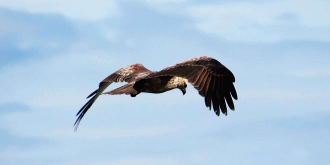 Muthurajawela Sanctuary Boat Safari with Bird Watching 9