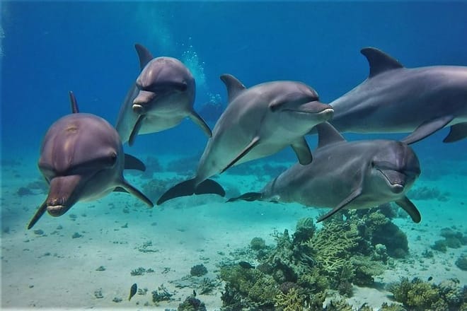 Swim With Dolphin By small-group Speedboat &amp; Transfer - Hurghada